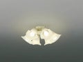 AAN690117 コイズミ製シーリングファンライト【生産終了品】 メイン画像